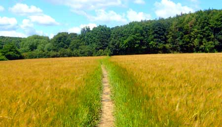 About Counselling & Psychotherapy. cornfield